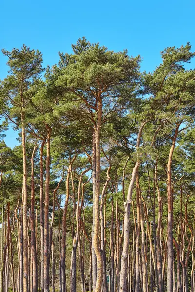 Foto van hoge bomen dennenbos. — Stockfoto