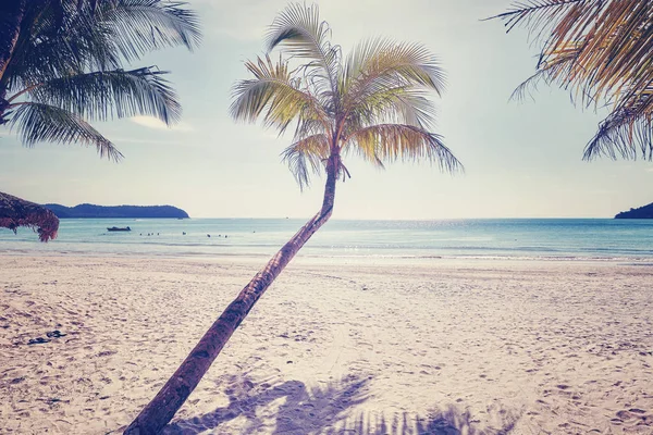 Palm tree on a beautiful tropical beach, color toning applied. — Stock Photo, Image