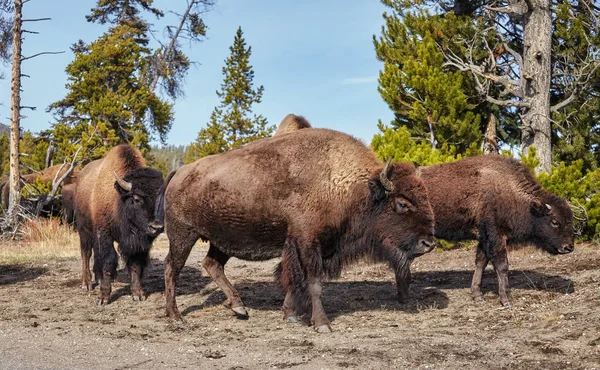 Manada de bisontes americanos en el Parque Nacional Yellowstone, Estados Unidos . —  Fotos de Stock