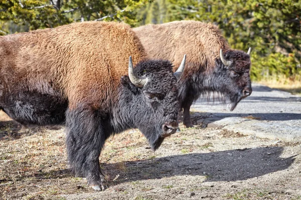 Dois bisões americanos no Parque Nacional de Yellowstone, EUA . — Fotografia de Stock
