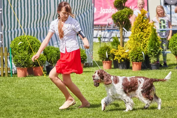 Young girl runs presenting a dog at the 31st West Pomeranian National Dog Show. — Stock Photo, Image