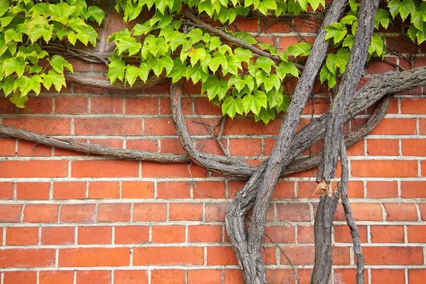Vigne poussant sur un vieux mur de briques — Photo