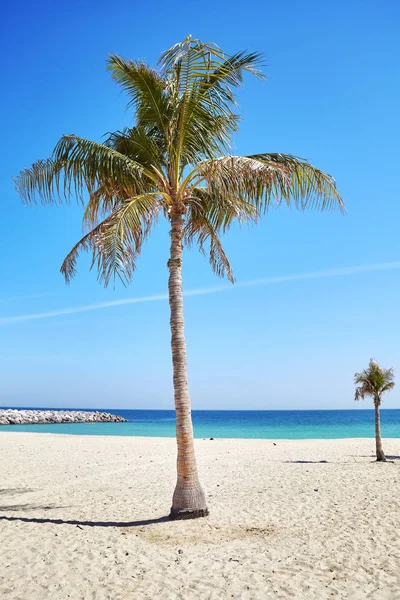 Güzel bir plajda palmiye ağaçları. — Stok fotoğraf