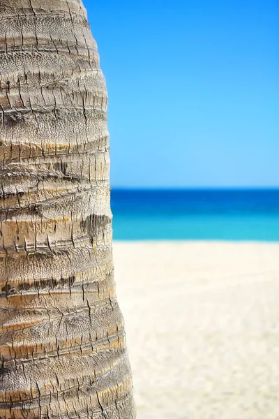 Imagen de cerca de un tronco de palmera de coco . — Foto de Stock