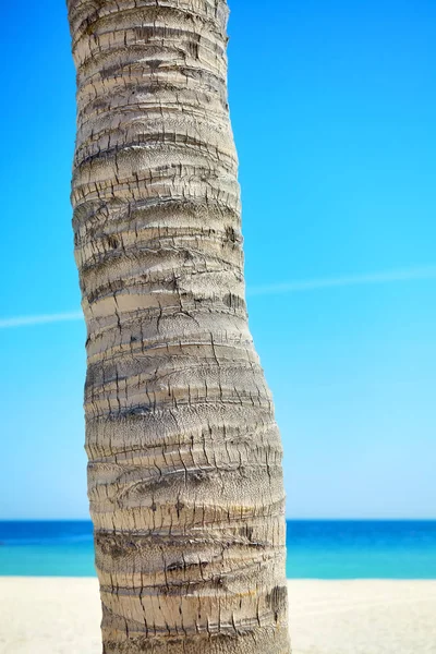 Imagen de cerca de un tronco de palmera de coco . — Foto de Stock