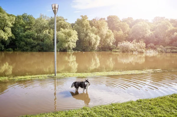 Cão em um parque em um caminho inundado após o nascer do sol — Fotografia de Stock