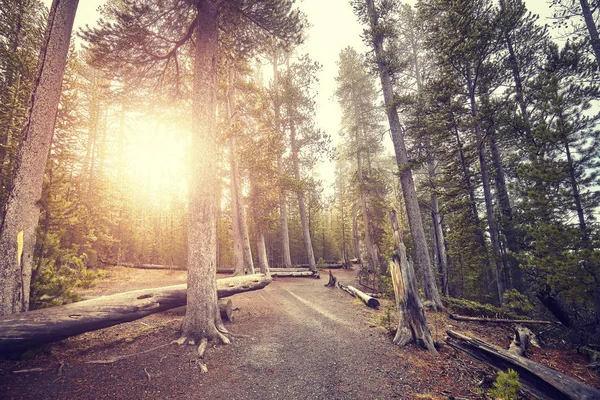 Calea în pădurea Parcului Național Yellowstone la apus de soare, SUA . — Fotografie, imagine de stoc