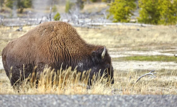 Bisonte americano por una carretera en el Parque Nacional de Yellowstone . —  Fotos de Stock