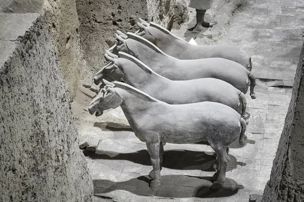 Terracotta Army atlar. — Stok fotoğraf
