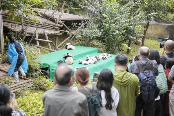 Одиннадцать панд первого публичного показа на исследовательской базе гигантской панды в Чэнду . — стоковое фото