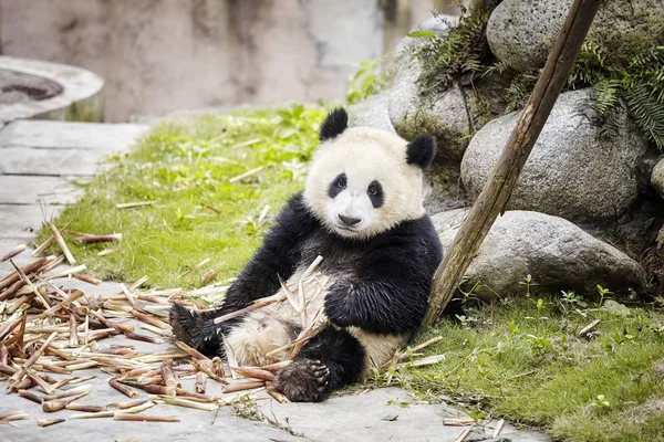 Гигантская панда отдыхает после еды бамбука . — стоковое фото
