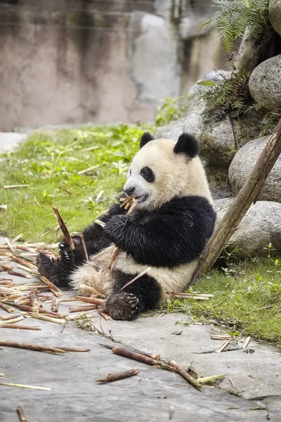 Гигантская панда ест бамбук, Чэнду, Китай — стоковое фото