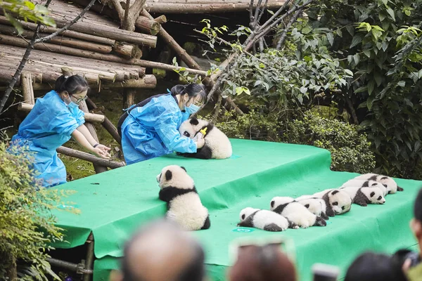 Одиннадцать панд первого публичного показа на исследовательской базе гигантской панды в Чэнду . — стоковое фото