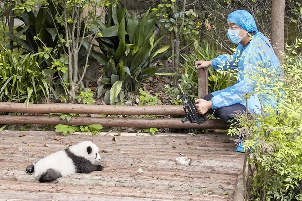 Журналист, снимающий панд . — стоковое фото