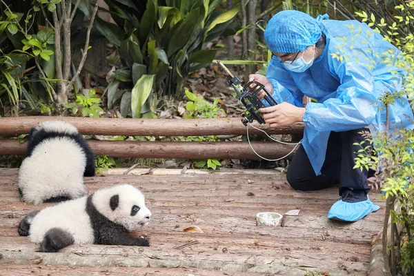 Журналист снимает панду . — стоковое фото