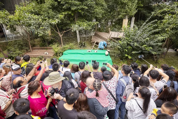 Journalist and visitors at Chengdu Research Base of Giant Panda Breeding. — Stock Photo, Image