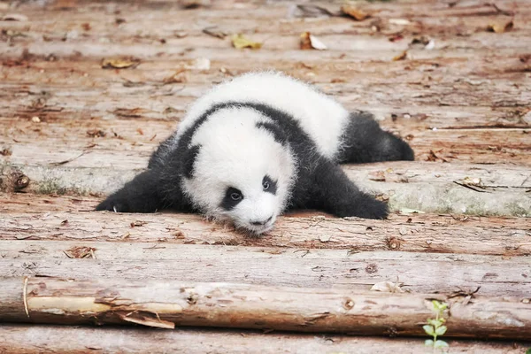 Imagen de un lindo bebé panda gigante . —  Fotos de Stock