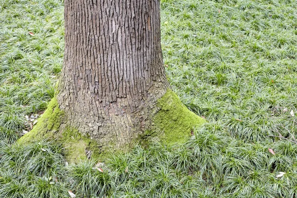 Крупный план ствола дерева — стоковое фото