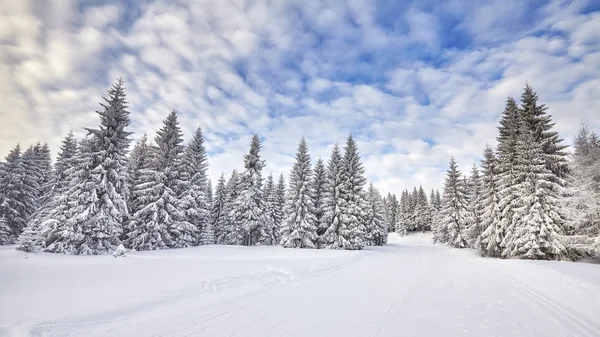 Paisaje invernal con árboles cubiertos de nieve — Foto de Stock