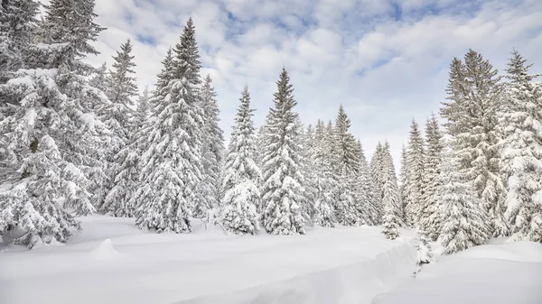 Karla kaplı ağaçlarla kaplı kış manzarası — Stok fotoğraf