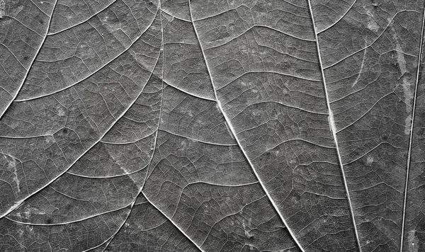 Imagen de cerca extrema de hojas viejas comprimidas . — Foto de Stock