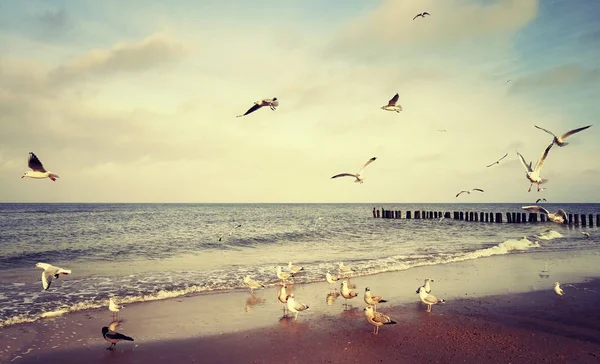 Vintage stylized picture of birds at a beach — Stock Photo, Image