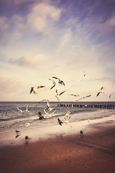 Vintage imagem estilizada de pássaros em uma praia . — Fotografia de Stock