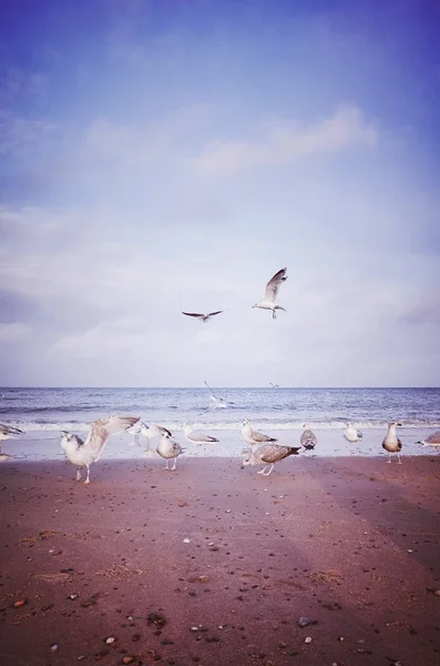 Photo stylisée vintage d'oiseaux sur une plage — Photo
