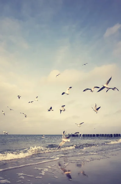 Vintage stylized picture of flying birds at a beach — Stock Photo, Image