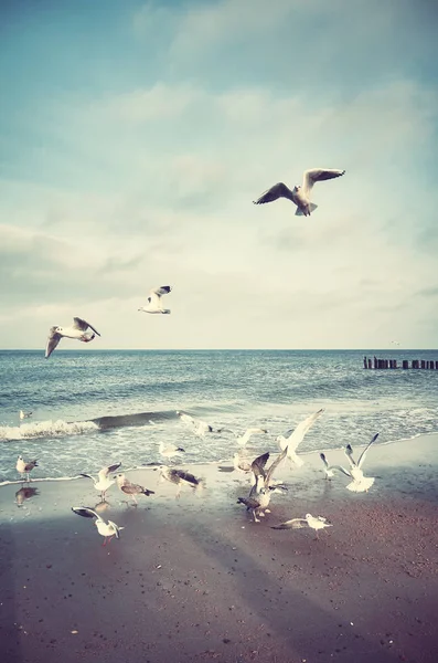 Vintage stylized picture of a beach with birds — Stock Photo, Image