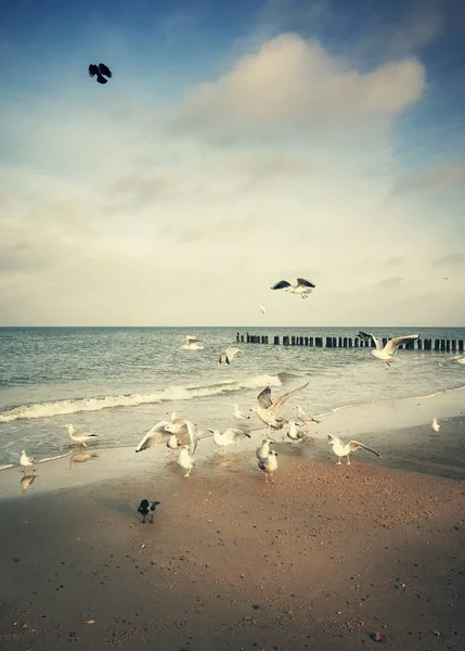 Vintage stiliserad bild av en strand med fåglar — Stockfoto