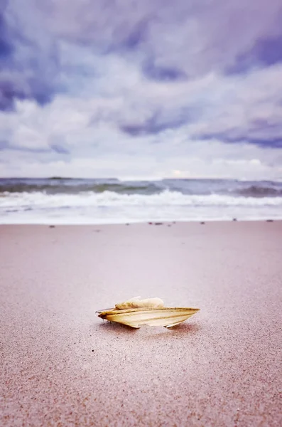 Cáscara rota en una playa . — Foto de Stock