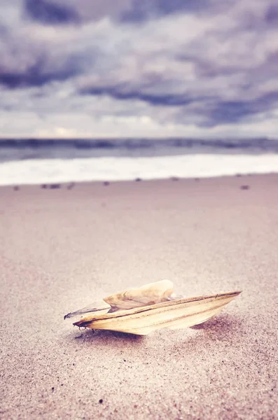 Trasiga shell på en strand. — Stockfoto