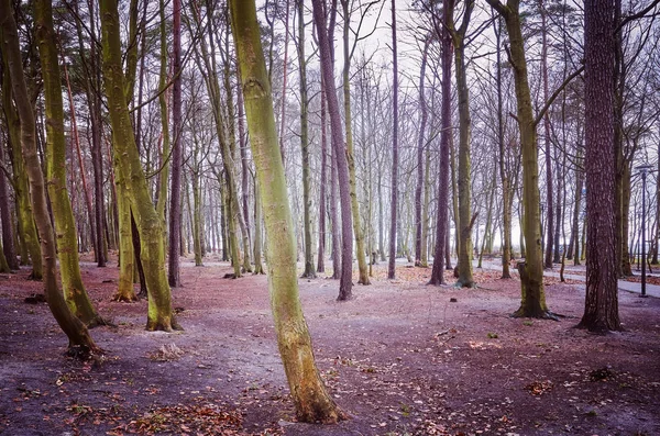 Sentiero del parco con alberi senza foglie . — Foto Stock