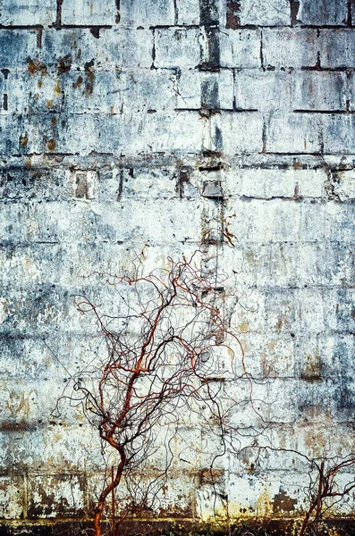 Fondo de pared grunge de hormigón viejo o textura . —  Fotos de Stock