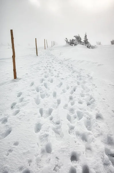 Karkonosze dağlar, kış manzarası kar fırtınasında. — Stok fotoğraf