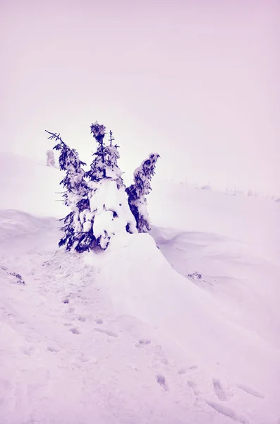 Vinterlandskap i en snöig dag. — Stockfoto