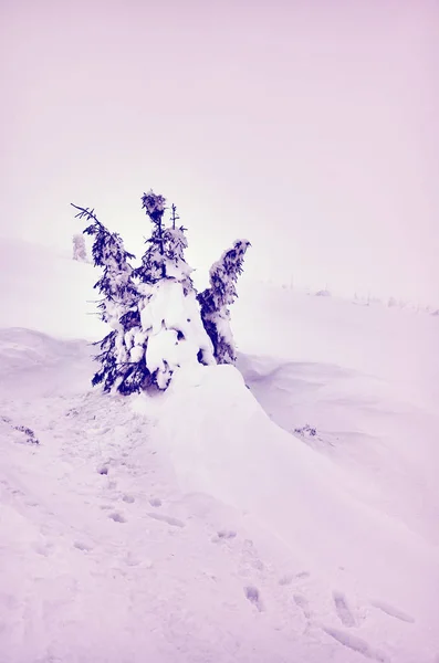 Paysage hivernal dans une journée enneigée . — Photo