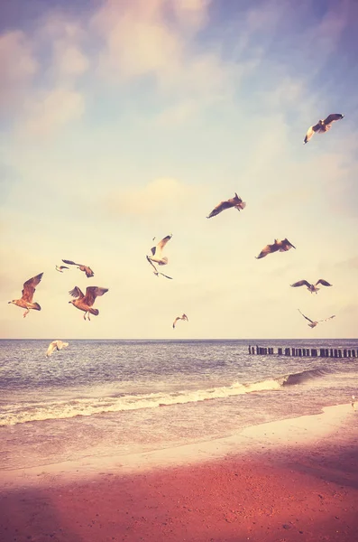 Fåglar som flyger ovanför en strand i solnedgången. — Stockfoto