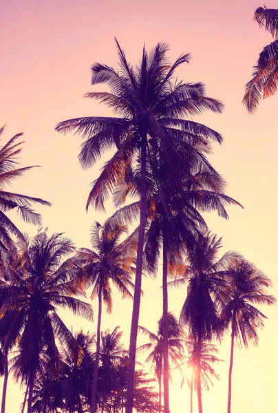 Cocos palm bomen silhouetten bij zonsondergang. — Stockfoto