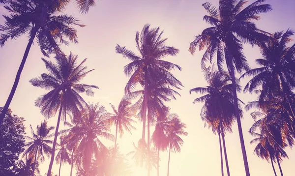 Coconut palm trees silhouettes at sunset. — Stock Photo, Image