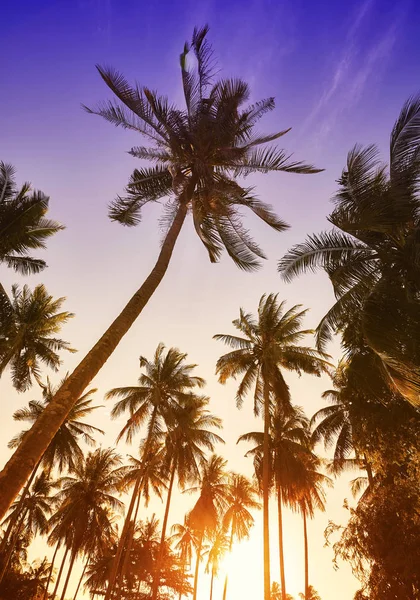 Silhuetas de coqueiros ao pôr-do-sol . — Fotografia de Stock