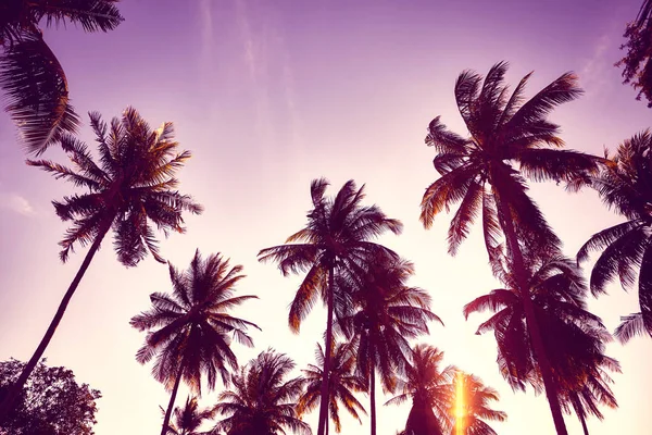 Coconut palm trees silhouettes at sunset. — Stock Photo, Image