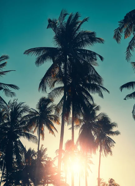 Kokospalmen Silhouetten bei Sonnenuntergang. — Stockfoto