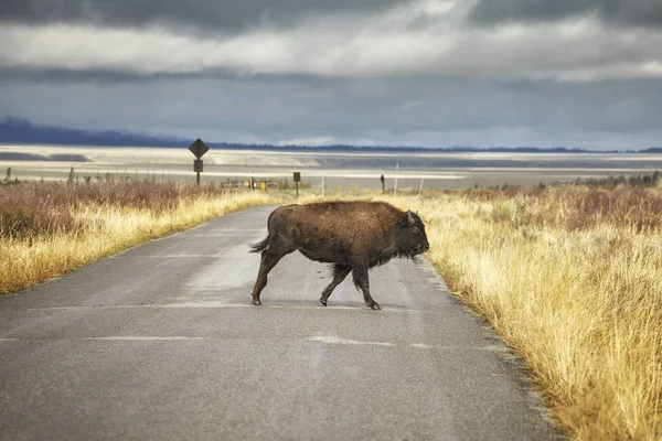 Bison przecina droga w Grand Teton National Park, Wyoming, Stany Zjednoczone Ameryki. — Zdjęcie stockowe