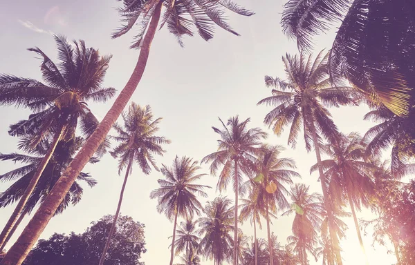 Coconut palm trees silhouettes at sunset. — Stock Photo, Image