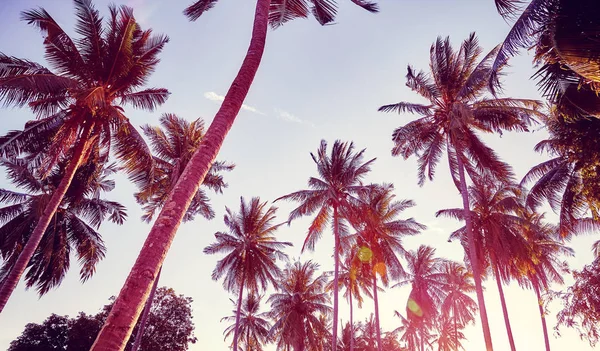 Coconut palm δέντρα σιλουέτες στο ηλιοβασίλεμα, έννοια παραθεριστικές κατοικίες. — Φωτογραφία Αρχείου