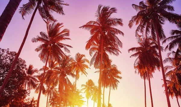 Coconut palm trees silhouettes at sunset, vacation concept. — Stock Photo, Image