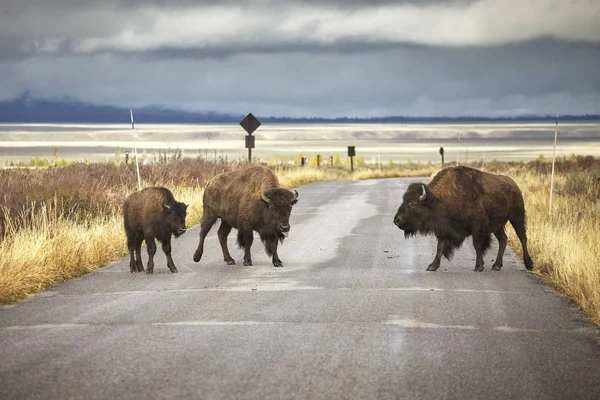 American bison family cross a road, Wyoming, Estados Unidos . —  Fotos de Stock