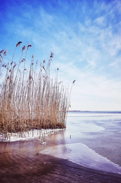 Pejzaż zimowy z suchej trzciny w zamarzniętym jeziorze. — Zdjęcie stockowe